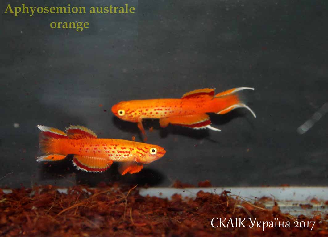 Aphyosemion australe orange (1)