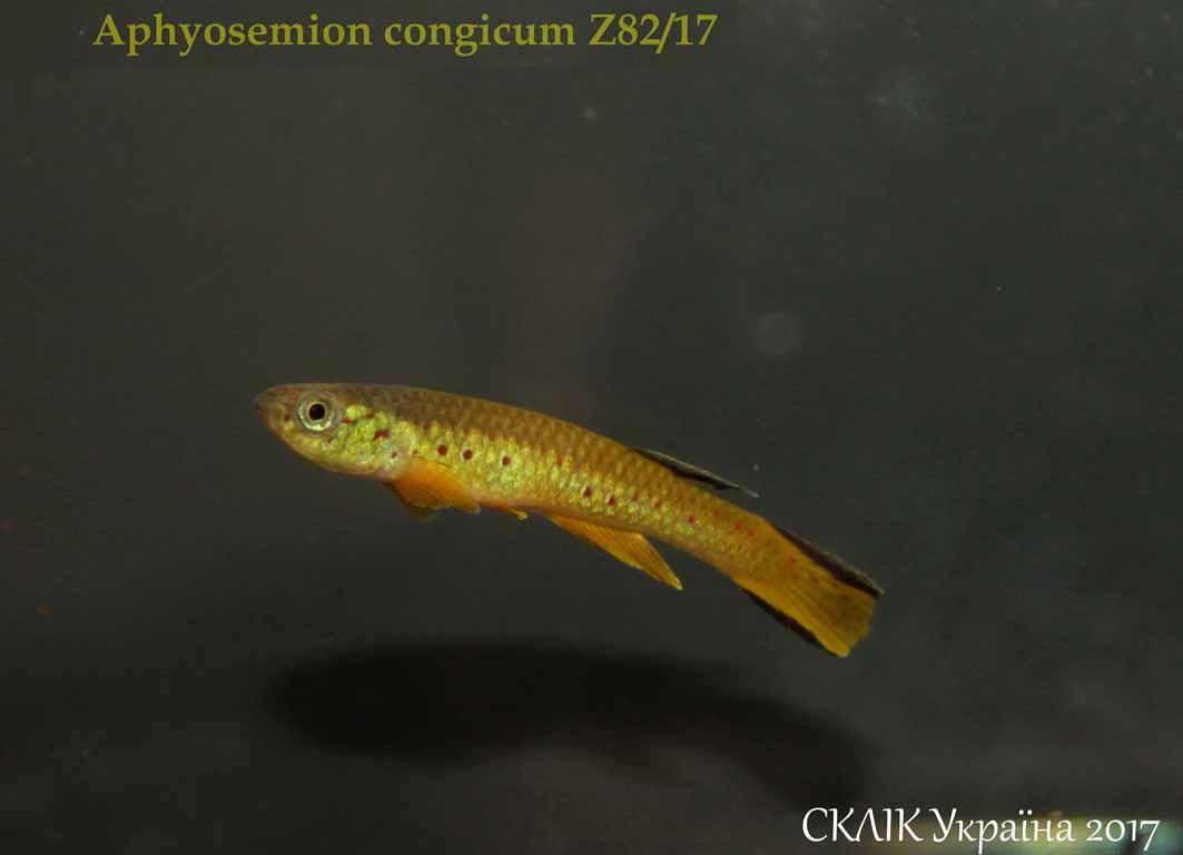 Aphyosemion congicum Z8217 (1)