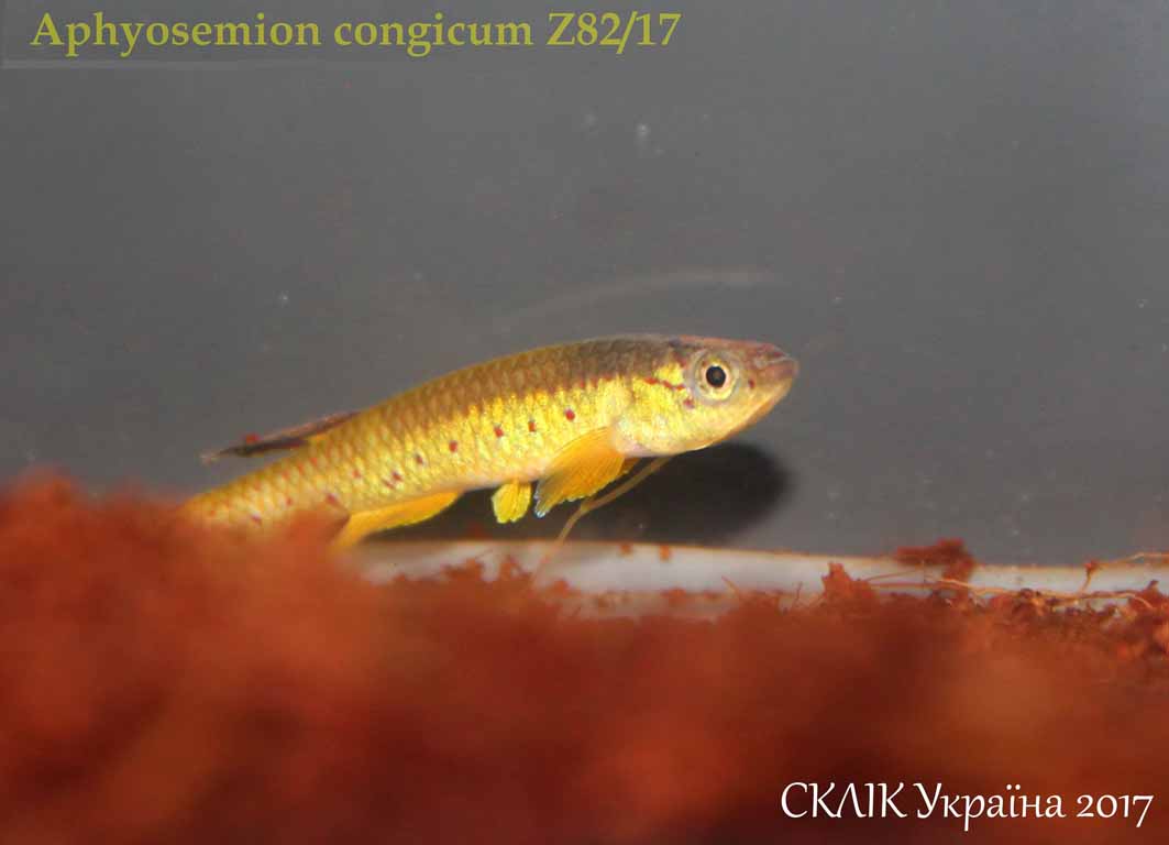 Aphyosemion congicum Z8217 (2)