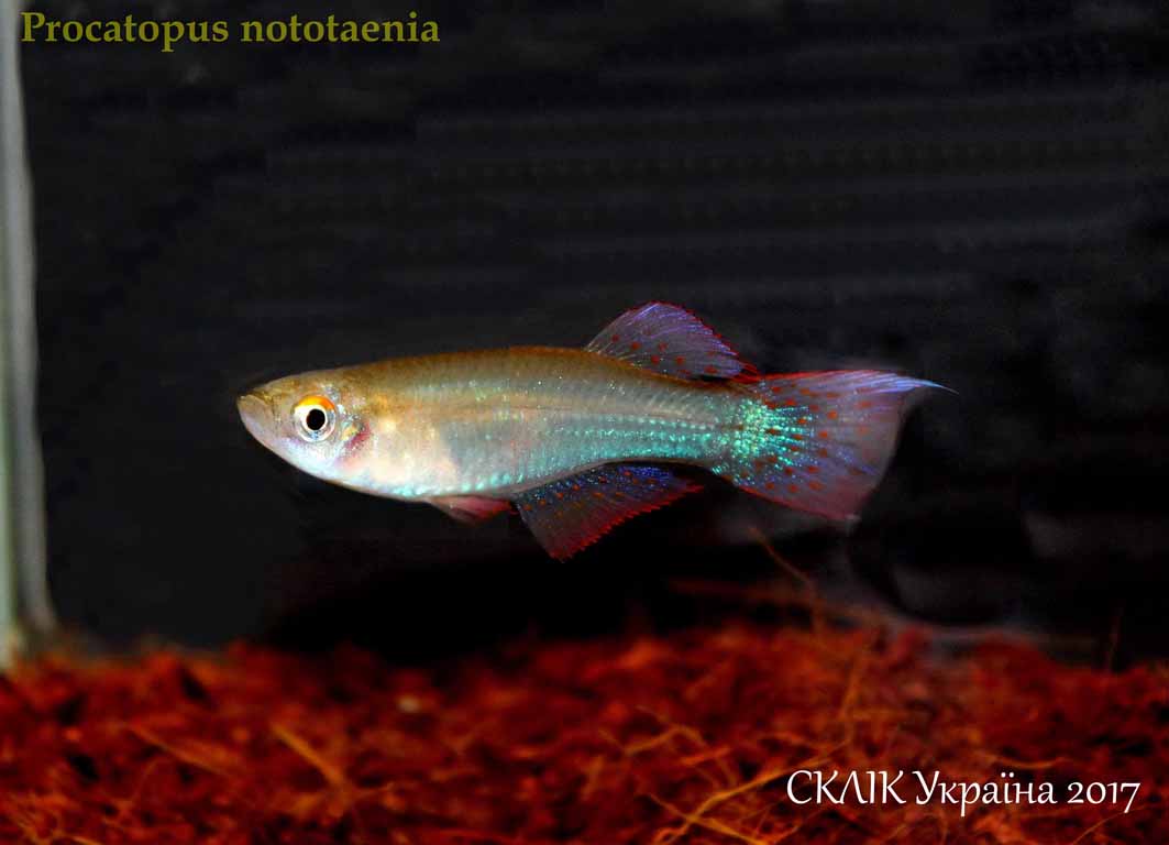 Procatopus nototaenia
